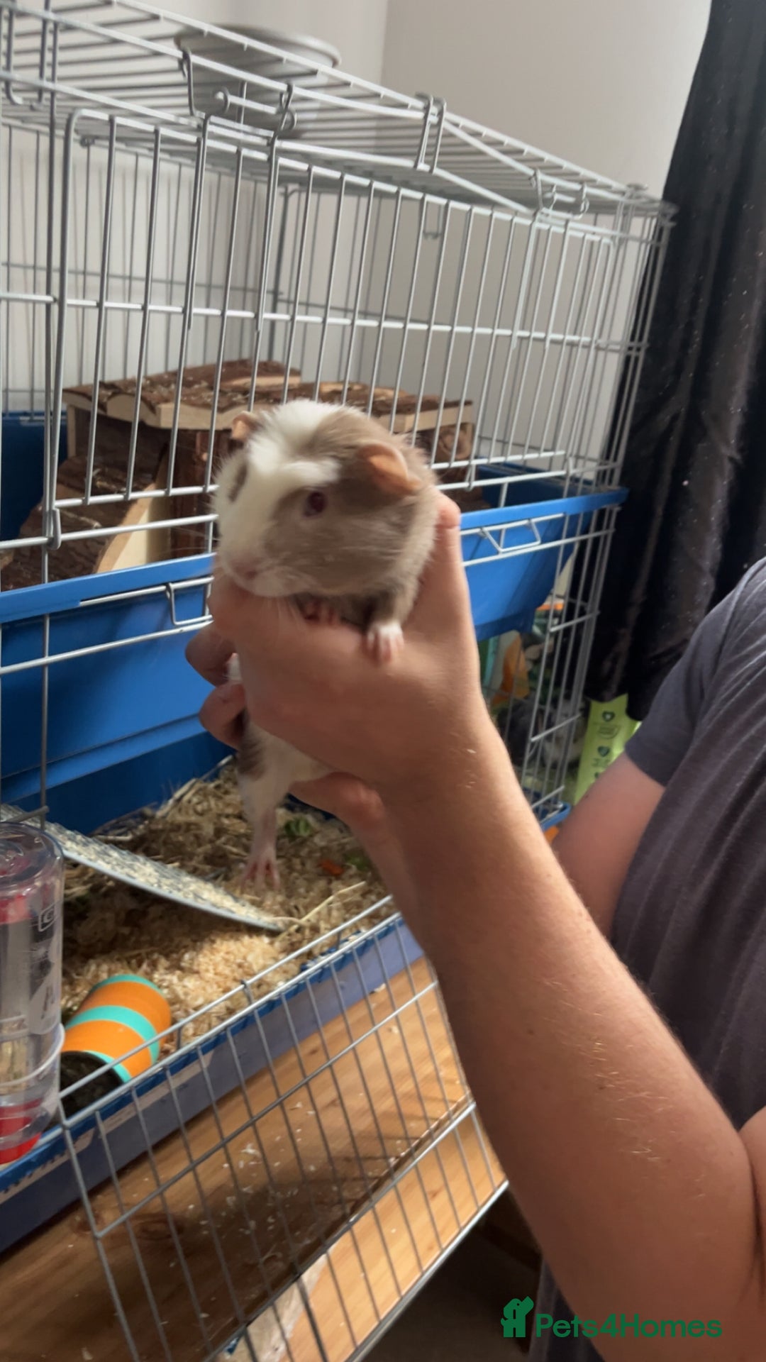 Guinea Pig rodents for sale: 2 gorgeous male ginnie pigs  - Advert 4