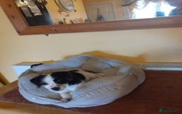 Mixed Breed dogs for sale: Chinese crossed cross merle jack russel - Image 3
