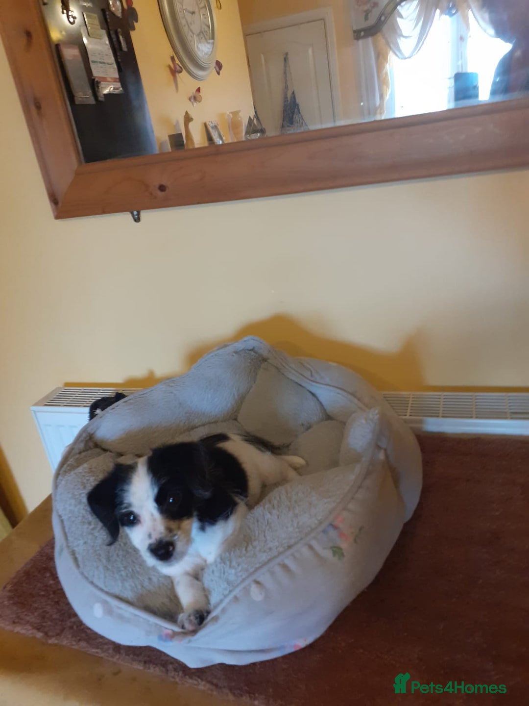 Mixed Breed dogs for sale: Chinese crossed cross merle jack russel - Image 3