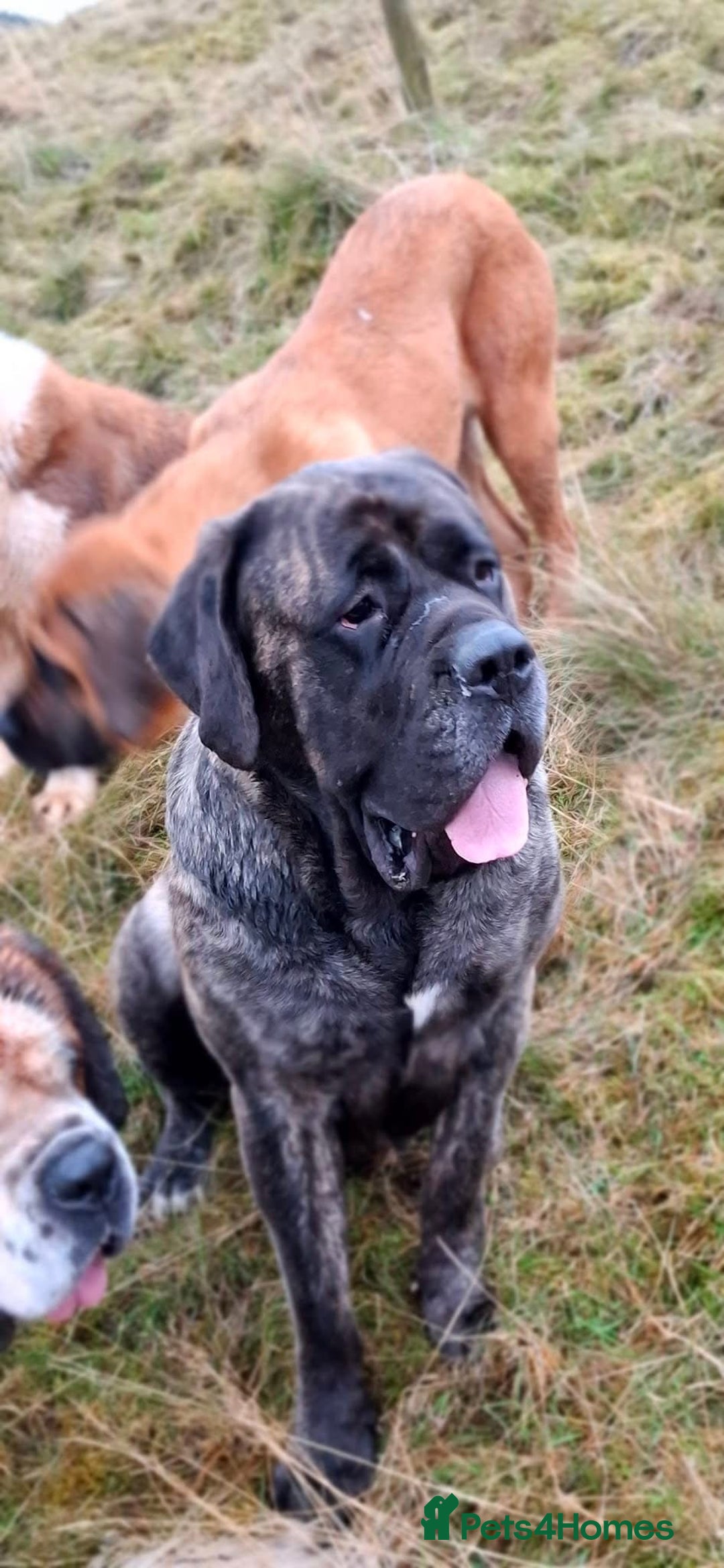 Mastiff dogs for sale: KC English Mastiff puppies - Image 3