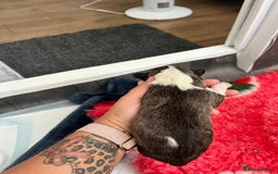 English Bull Terrier dogs for sale: Janineabullz bull terriers beautiful litter  - Image 15