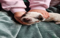 Cocker Spaniel dogs for sale: Chocolate roan working cocker spaniel puppies  - Image 12