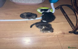 Domestic Shorthair cats for sale: mixed kittens - Image 2