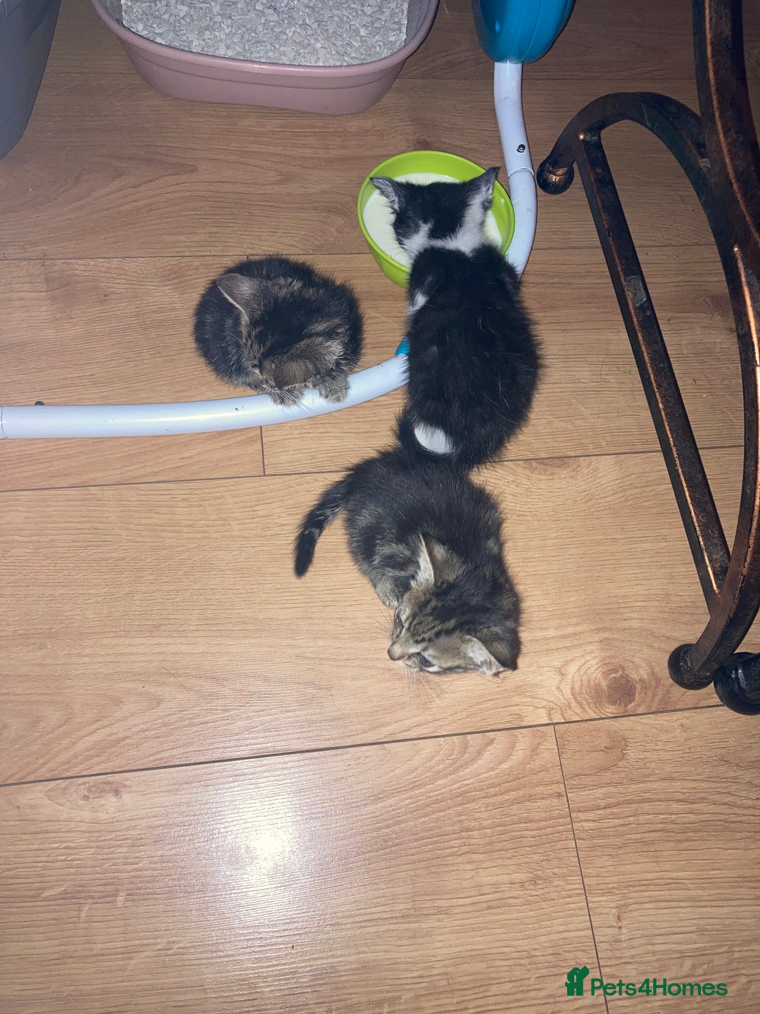 Domestic Shorthair cats for sale: mixed kittens - Image 2