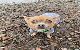 Chihuahua dogs for sale: Chihuahua Adult Female  - Image 4
