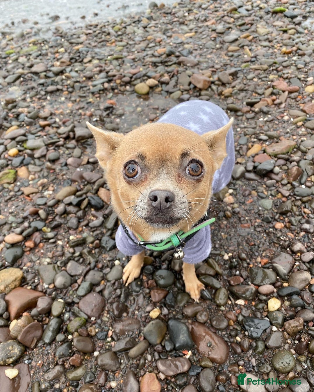 Chihuahua dogs for sale: Chihuahua Adult Female  - Image 4