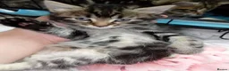 Mixed Breed cats for sale: 5 Fluffy Ragdoll x Tabby kittens  - Advert 11