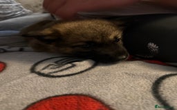 Mixed Breed dogs for sale: (REDUCED FOR LAST 2 ) Stunning Shepkita puppies  - Image 21