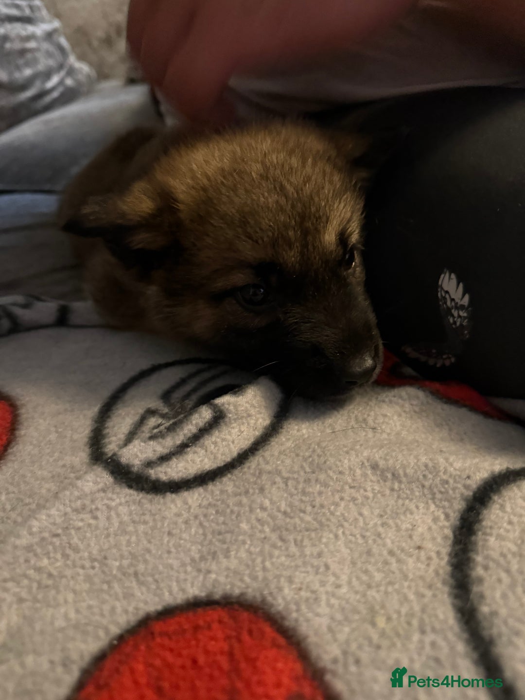 Mixed Breed dogs for sale: (REDUCED FOR LAST 2 ) Stunning Shepkita puppies  - Image 21