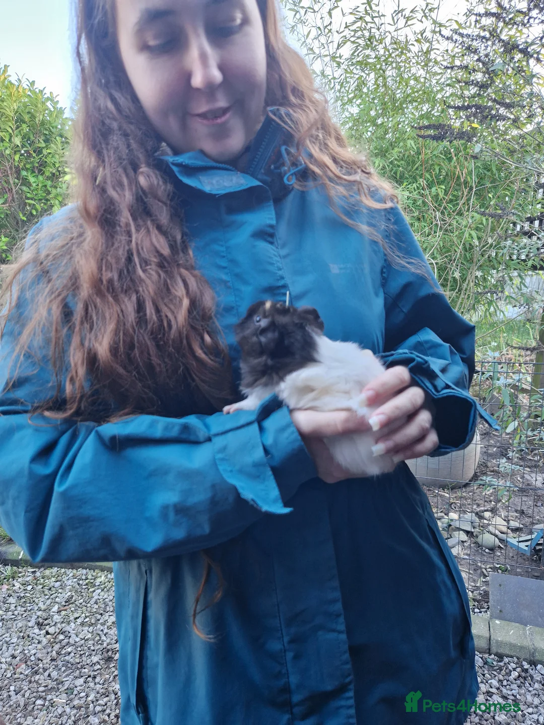 Guinea Pig rodents for sale: Abbymixs female/wont be ready till 29th march 26 - Advert 9