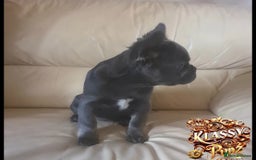 French Bulldog dogs for sale: KLASSY BULLZ KENNELS - KLASSY PUPZ ✨️ in Beckenham - Image 11