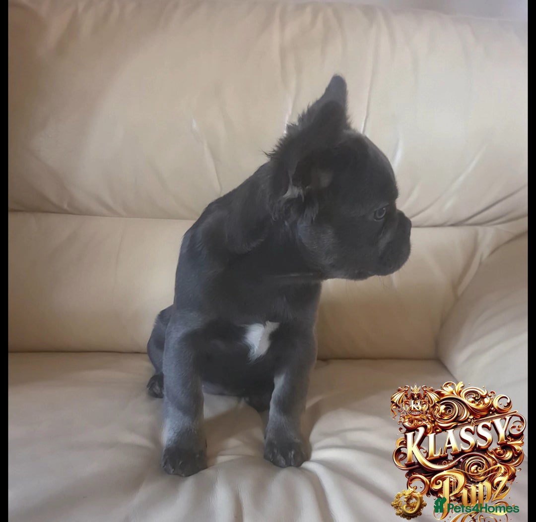 French Bulldog dogs for sale: KLASSY BULLZ KENNELS - KLASSY PUPZ ✨️ in Beckenham - Image 11