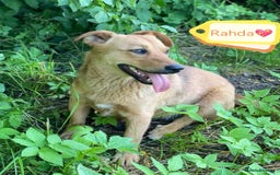 Mixed Breed dogs for adoption: 💖🐶 RAHDA 🐶💖 - Image 1