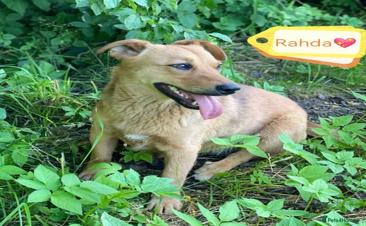 Mixed Breed dogs - Advert 3