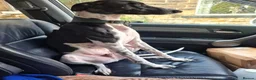 Lurcher dogs for adoption: MILO, male lurcher in rescue - Advert 5