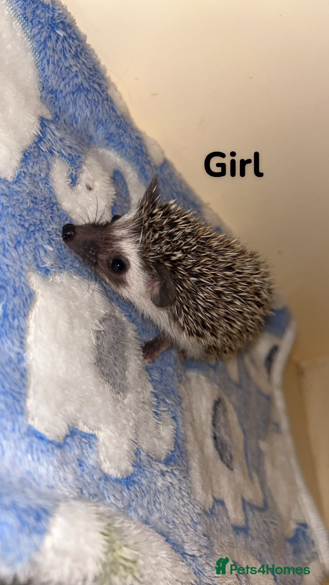 Pygmy Hedgehog rodents Pygmy hedgehog babies available  - Advert 1