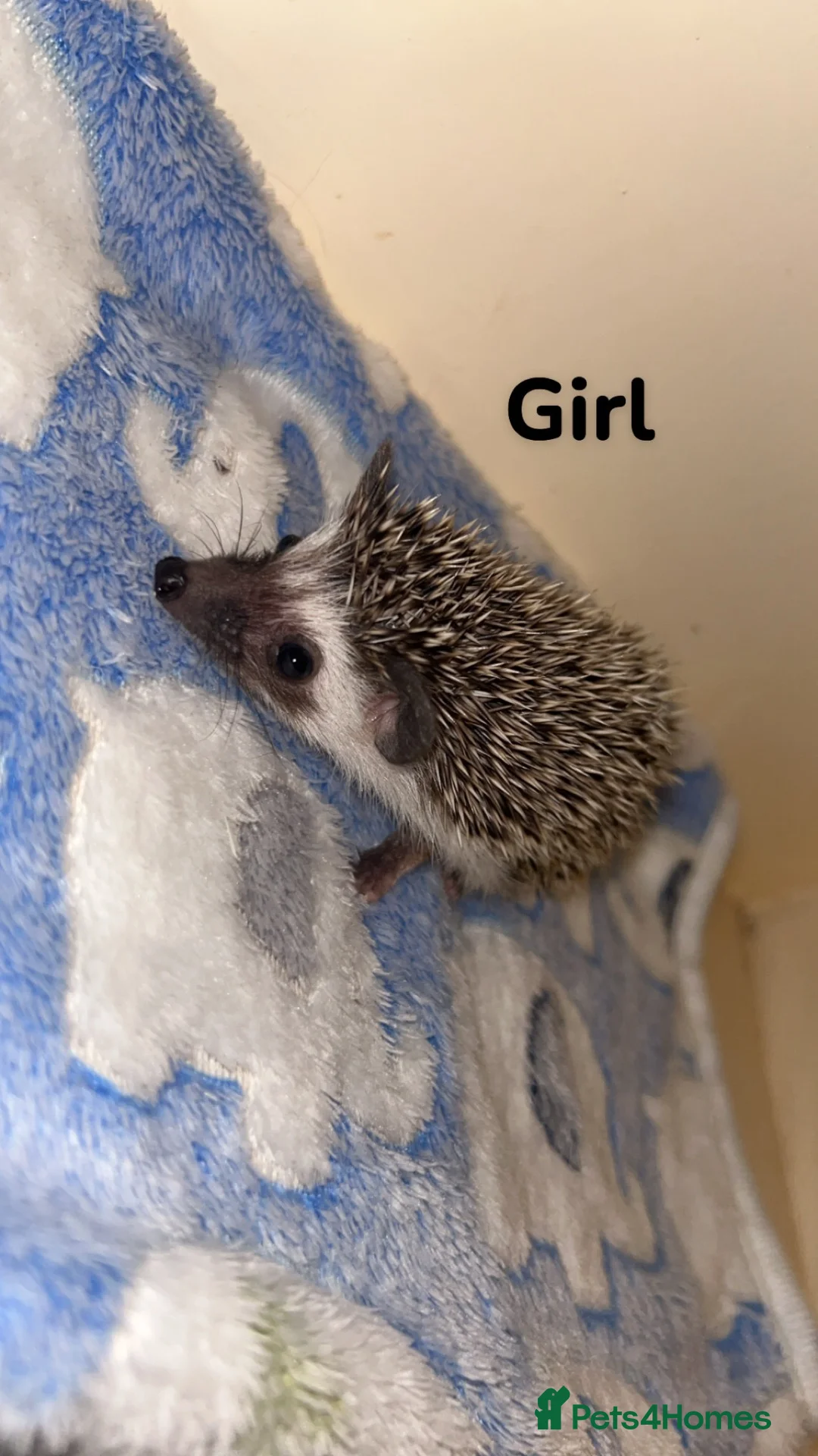 Pygmy Hedgehog rodents for sale: Pygmy hedgehog babies available  - Advert 1