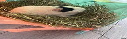 Guinea Pig rodents for sale: Guinea pigs looking for a new home (free) in Liverpool - Advert 1