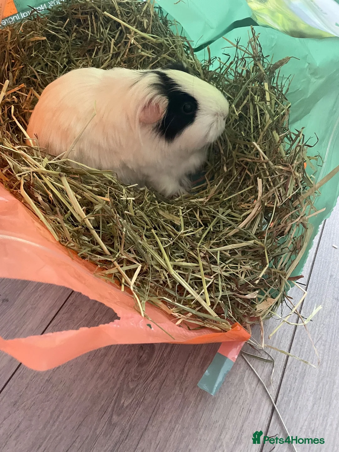 Guinea Pig rodents for sale: Guinea pigs looking for a new home (free) in Liverpool - Advert 1