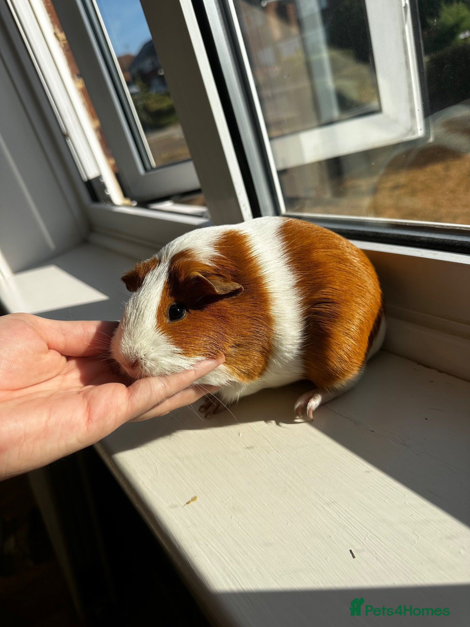 Guinea Pig rodents Two Friendly Guinea Pigs Looking for a Loving Home - Advert 11