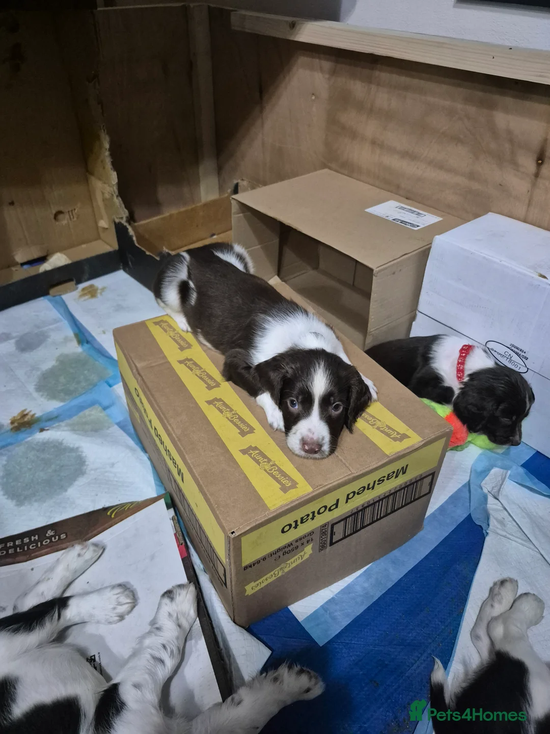 English Springer Spaniel dogs for sale: English Springer Spaniel Pups - Advert 2