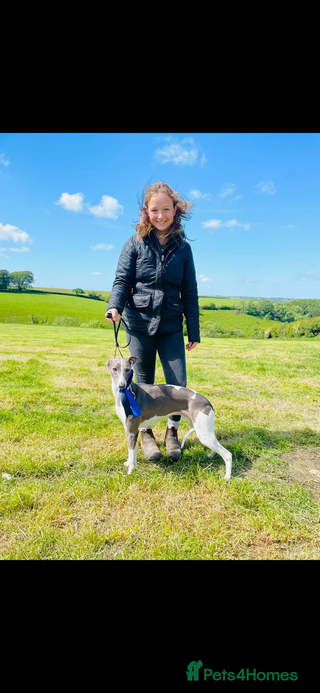 Whippet dogs for stud: DNA health tested Kc reg blue and white whippet in Builth Wells - Advert 3