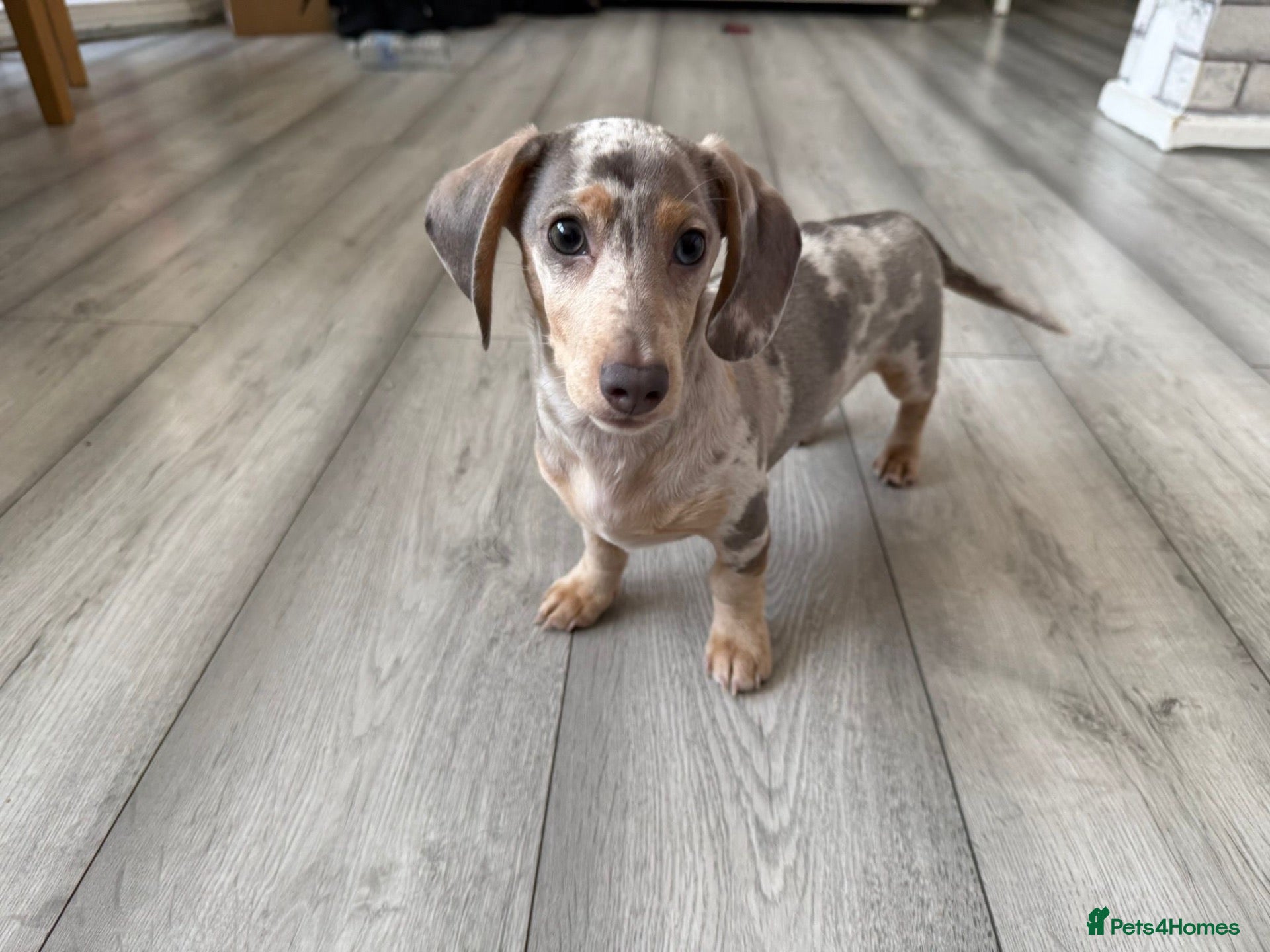 Dachshund dogs Miniature  dachshund   - Advert 2