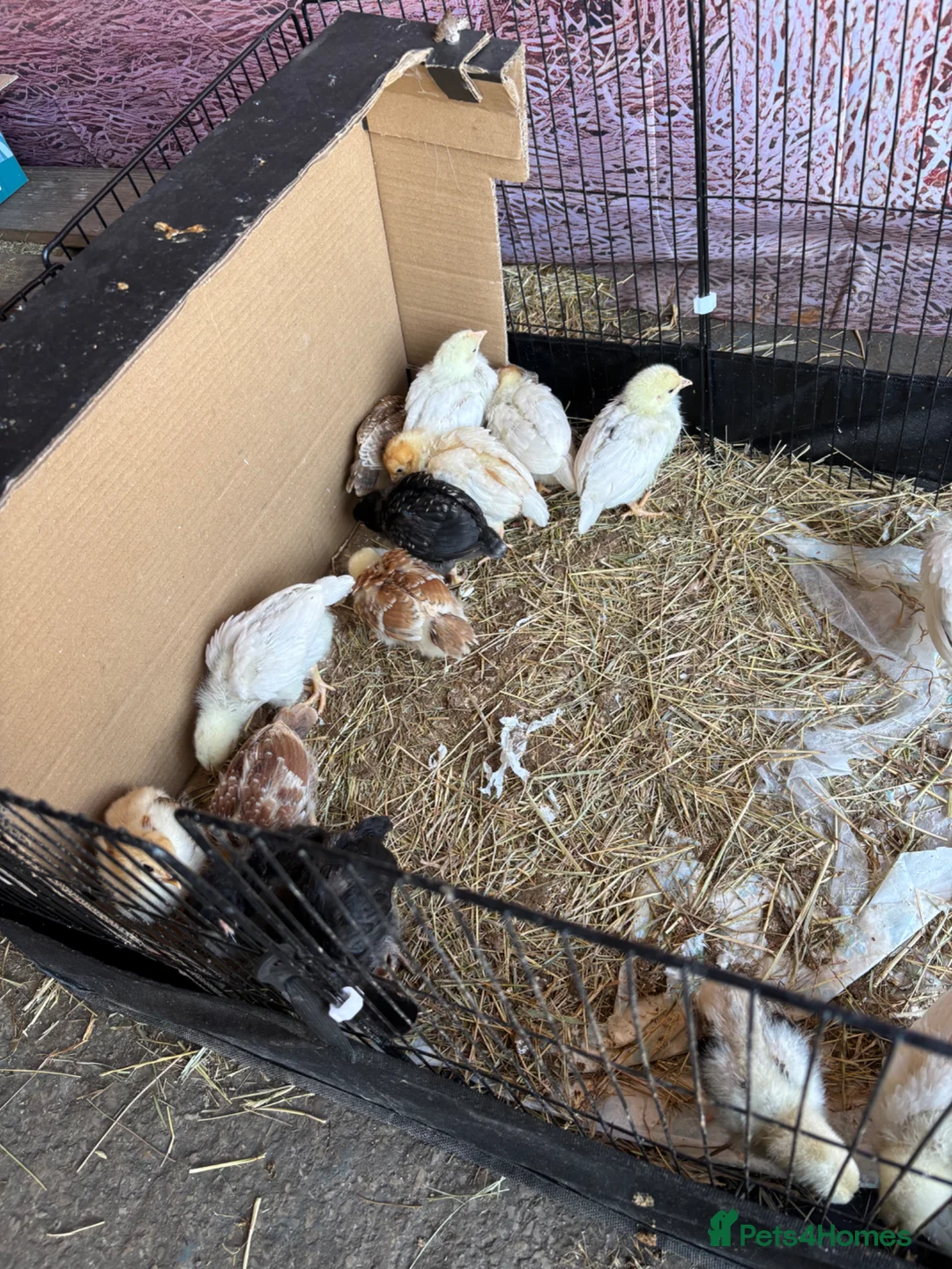 Chickens poultry for sale: Hybrid nova browns - Advert 2