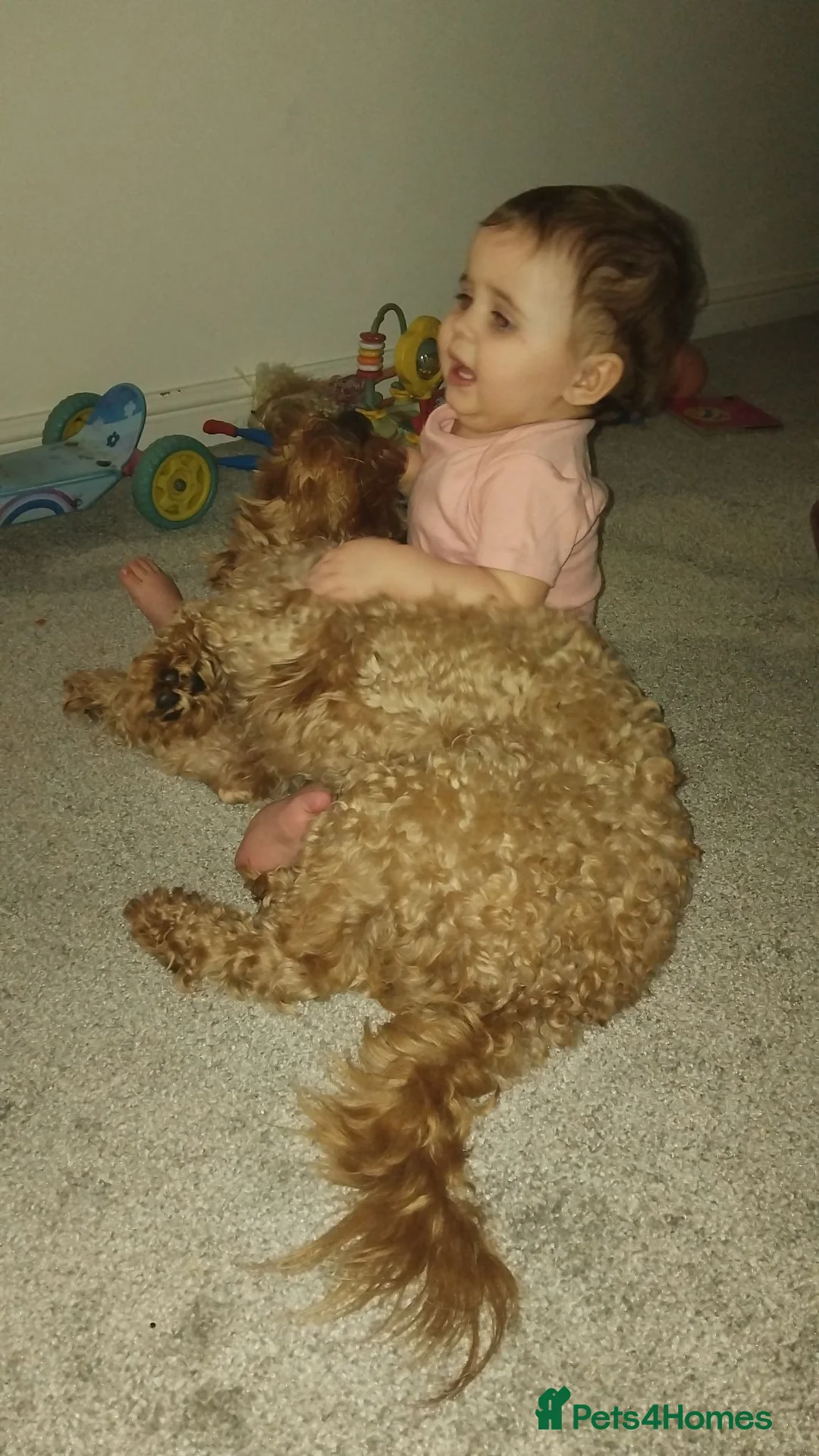 Cockapoo dogs for stud: Beautiful boy - Advert 3