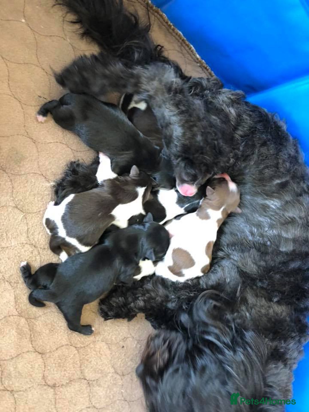 Havanese dogs for sale: Healthy, and full of joy Havanese pups. - Advert 7