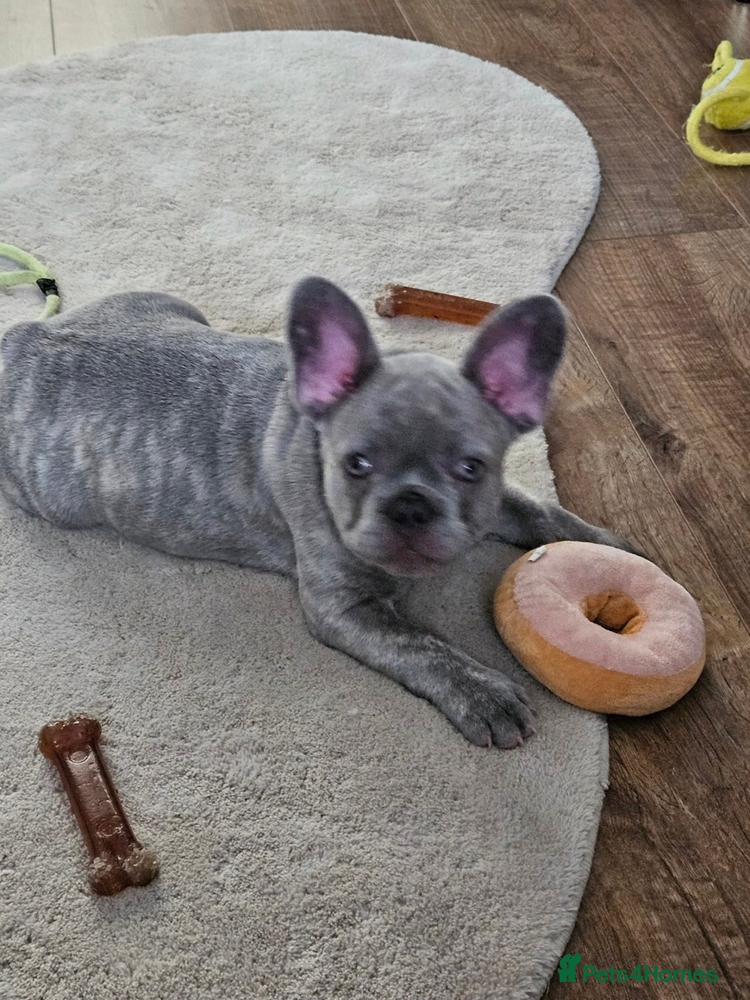 French Bulldog dogs for sale: Ralphie 12 week old French Bulldog - Image 9