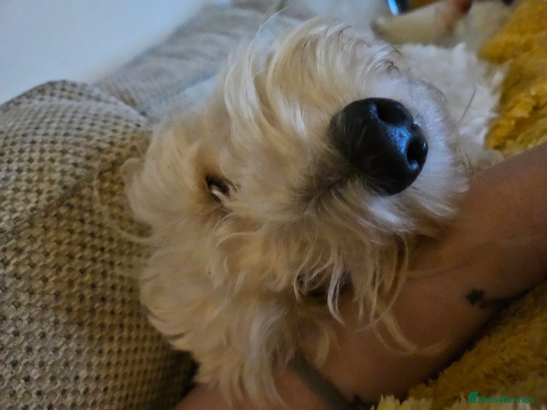 Cockapoo dogs for sale: 3 year old female for sale  - Image 2