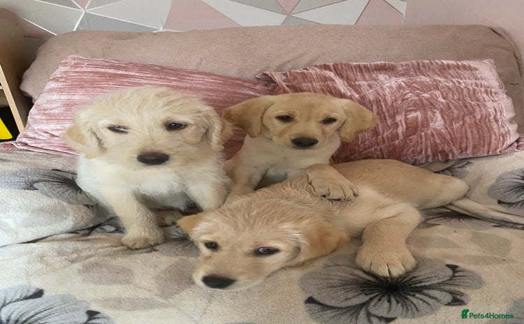 Labradoodle dogs - Advert 1