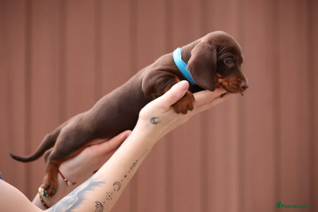 Miniature Dachshund dogs for sale: Miniature Dachshunds  - Advert 4