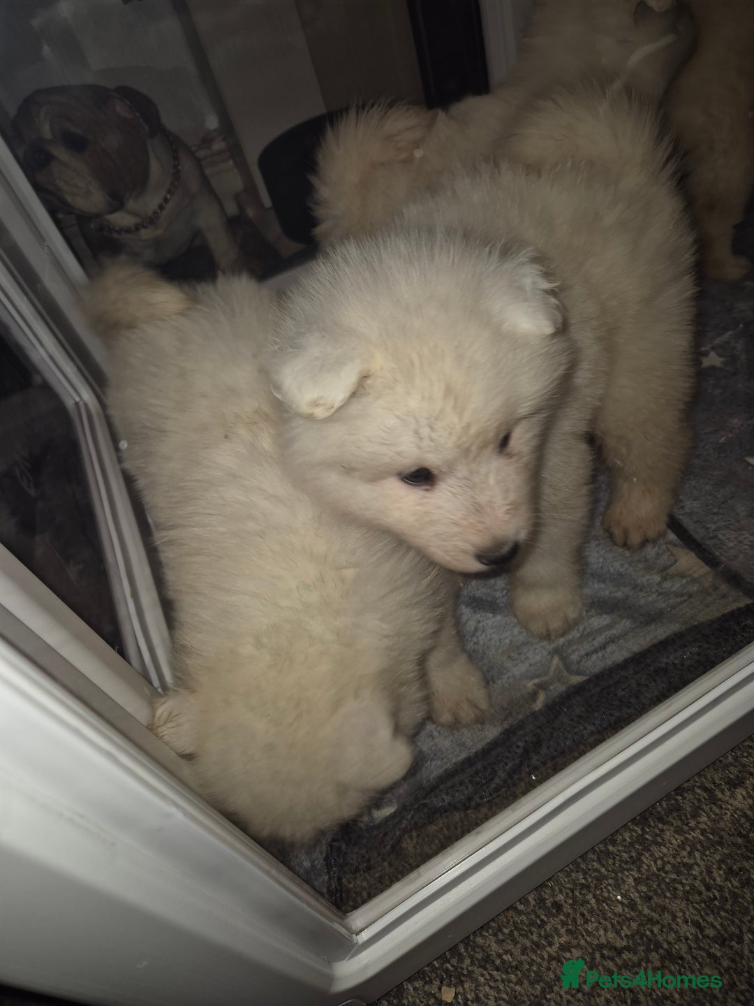 Samoyed dogs for sale: Samoyed puppies - can leave anytime from 23rd  - Advert 13