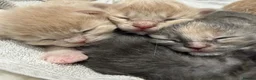 Maine Coon cats for sale: Beautiful XL Maine Coon X Ragdoll  Kittens - Advert 4