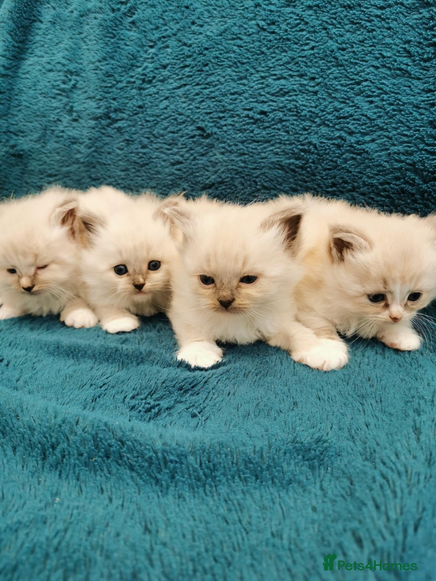 Siberian cats for sale: Registered Siberian Neva Kittens  - Advert 15