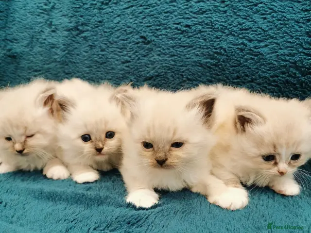 Siberian cats for sale: Registered Siberian Neva Kittens - Advert 6