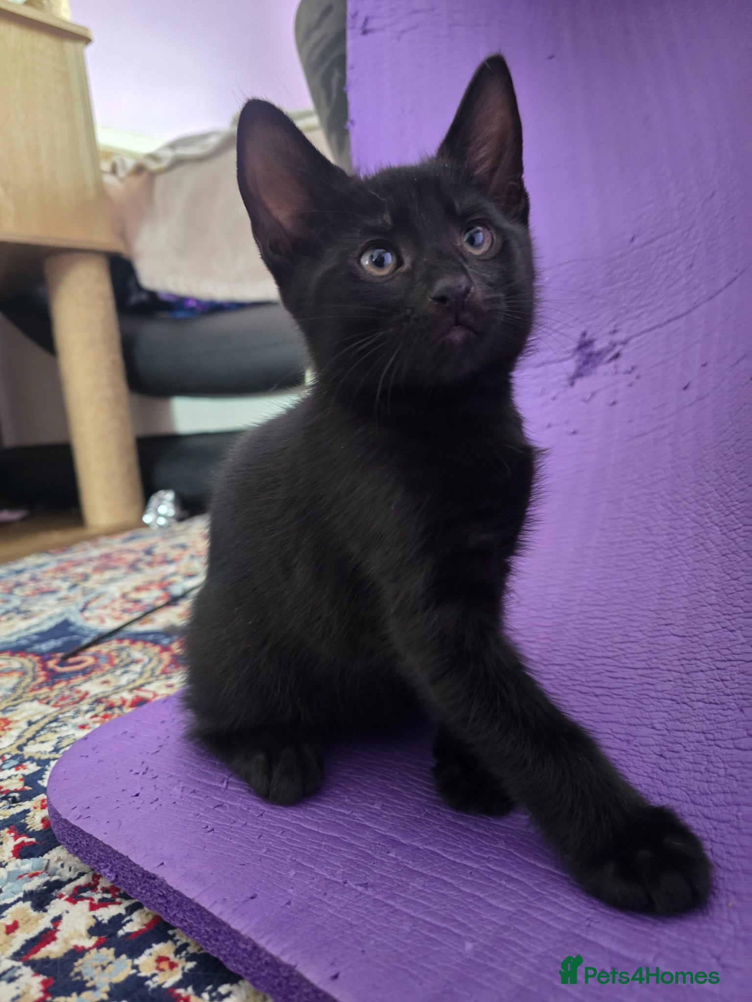 Mixed Breed cats Vaccinated black Kittens🐾 ready- 2 boys left - Advert 13