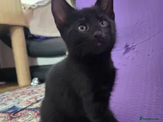 Mixed Breed cats Vaccinated black Kittens🐾 ready- 2 boys left - Advert 13