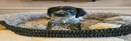 Cocker Spaniel dogs for sale: Roan Working Type Cocker Spaniels - Advert 24