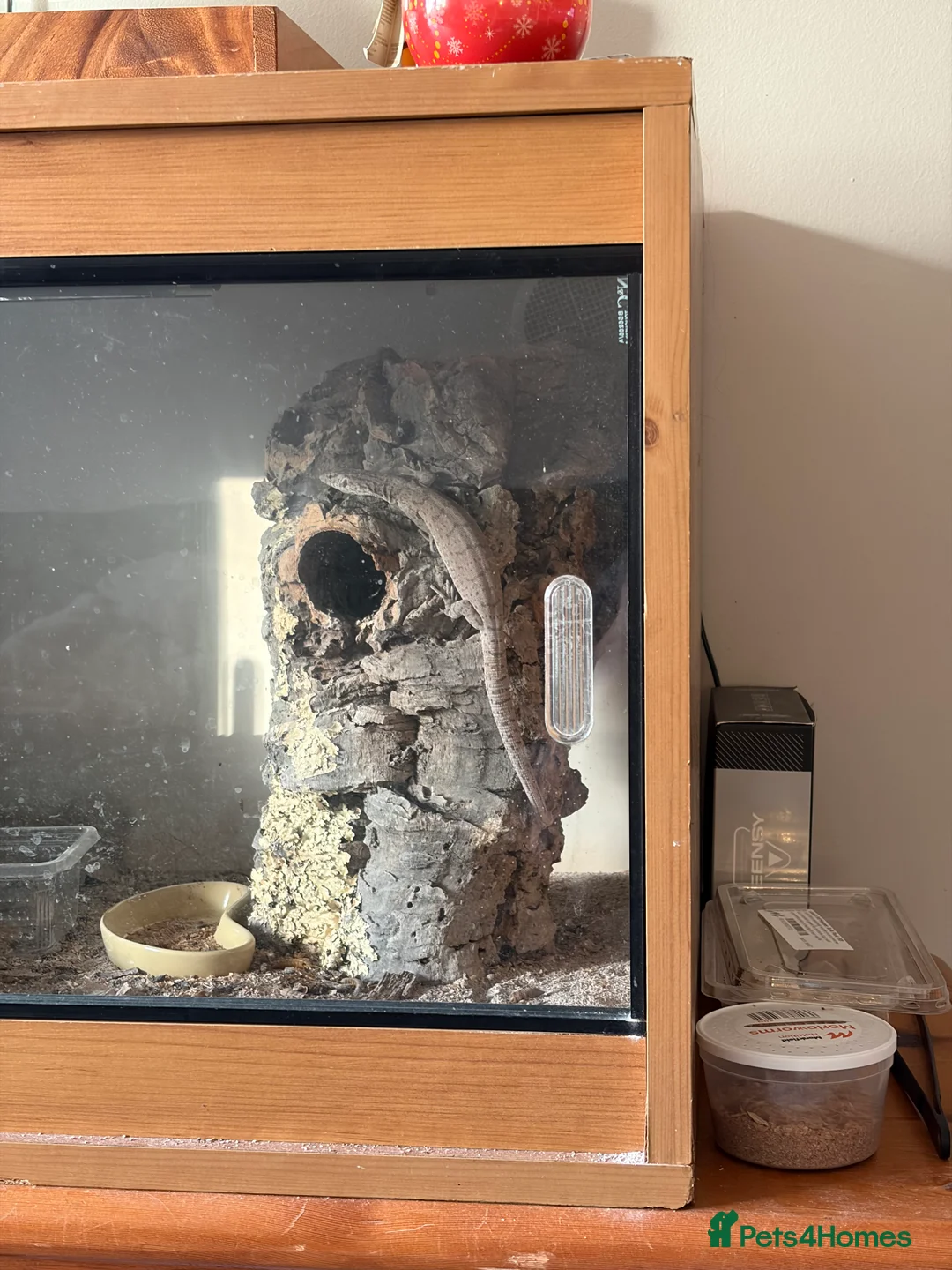 Lizard reptiles for sale: Pygmy Mulga monitor - female - Advert 2