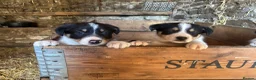 Border Collie dogs for sale: Tri border collie pups  - Advert 6