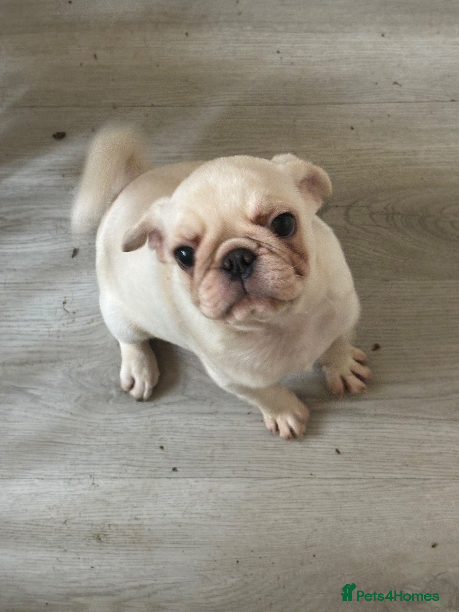 Pug dogs 3 beautiful pug pups available  - Advert 2