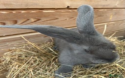 Continental Giant rabbits for sale: WE HAVE THE WORLDS BIGGEST BUNNIES  - Image 3