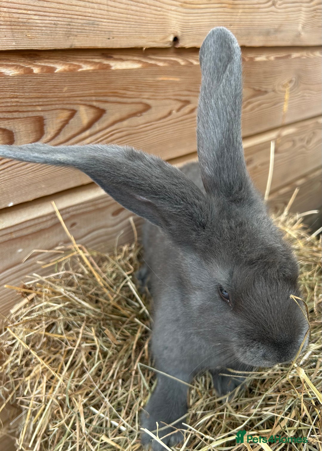Continental Giant rabbits for sale: WE HAVE THE WORLDS BIGGEST BUNNIES  - Image 3