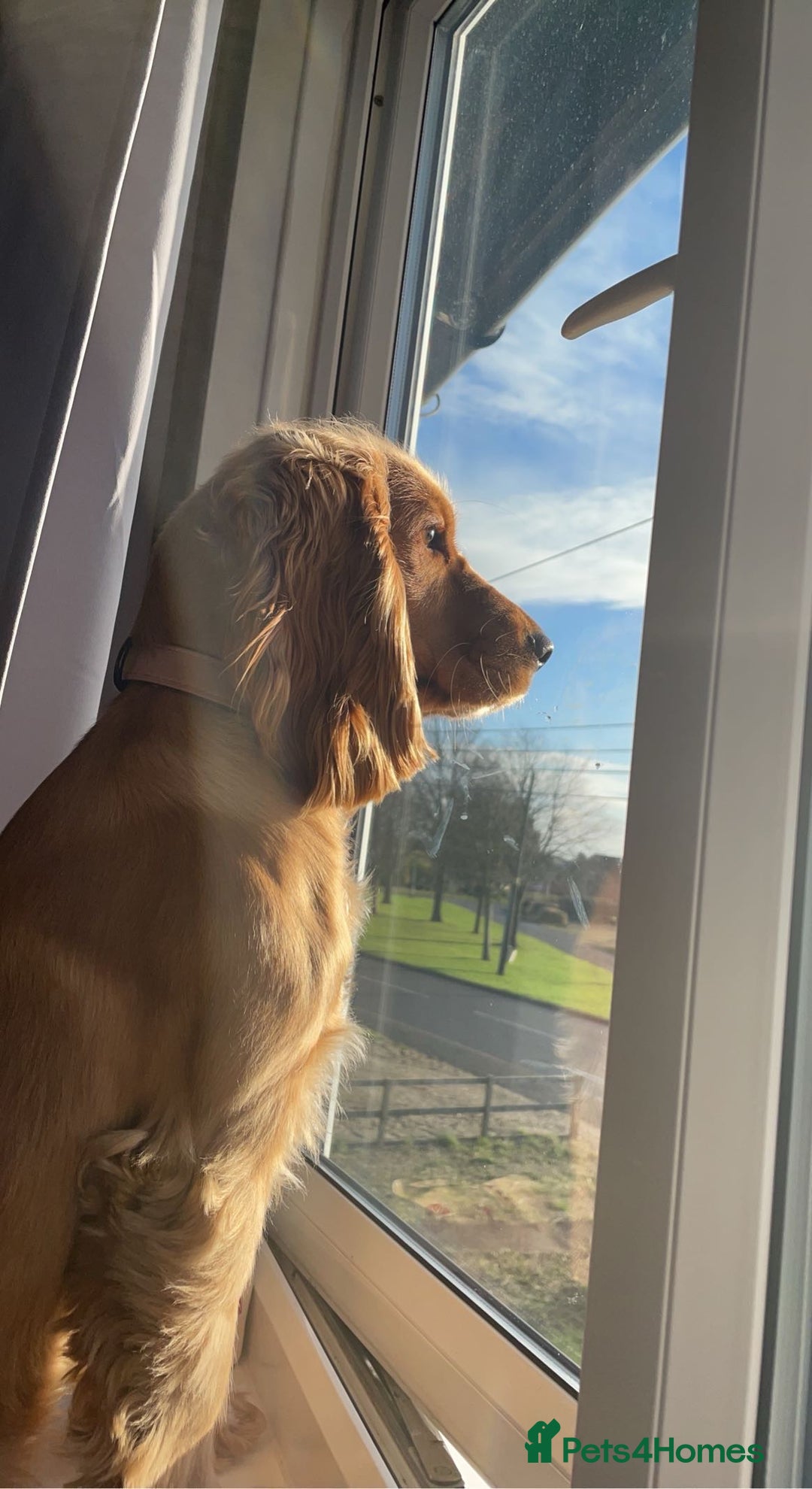 Cocker Spaniel dogs for sale: Meet Daisy – looking for her forever home❤️ - Advert 25