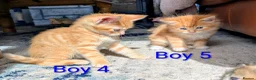 Mixed Breed cats for sale: Gorgeous Tabby Kittens for sale Ready June 17 - Advert 25