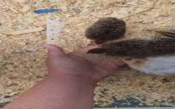 Quail poultry for sale: Cortinoux quial hatching eggs - Image 10