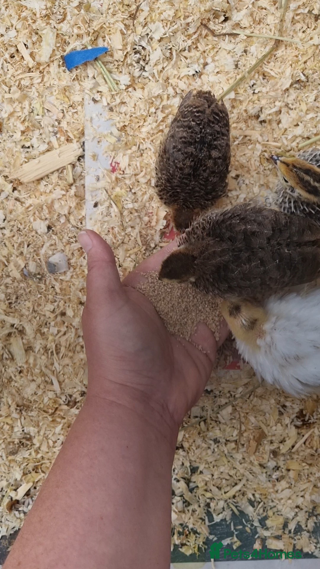Quail poultry for sale: Cortinoux quial hatching eggs - Image 10